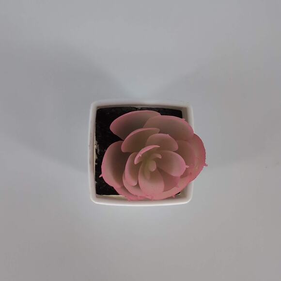 Mini Fake Faux Artificial Pink Succulent Potted Plant in Plastic White Pot - GUC - Picture 6 of 9